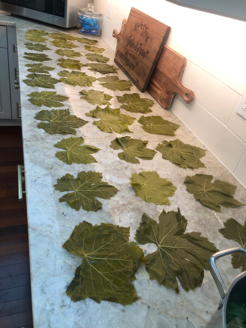 Pu&ograve; includere: Un piano di lavoro con un gran numero di foglie di vite verdi disposte in file. Le foglie sono disposte in un motivo, con i gambi rivolti nella stessa direzione. Le foglie sono di colore verde chiaro e hanno una consistenza leggermente rugosa.