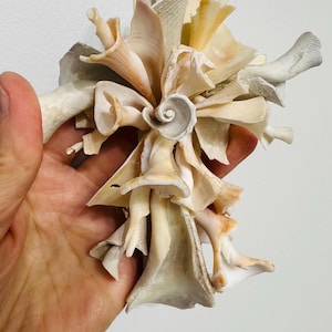 May include: A handcrafted sculpture composed of various seashells in shades of cream, beige, and tan. The arrangement features a central spiral shell surrounded by layered, open shells, creating a floral-like design. The sculpture is held in a hand.