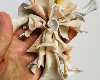 May include: A handcrafted sculpture composed of various seashells in shades of cream, beige, and tan. The arrangement features a central spiral shell surrounded by layered, open shells, creating a floral-like design. The sculpture is held in a hand.