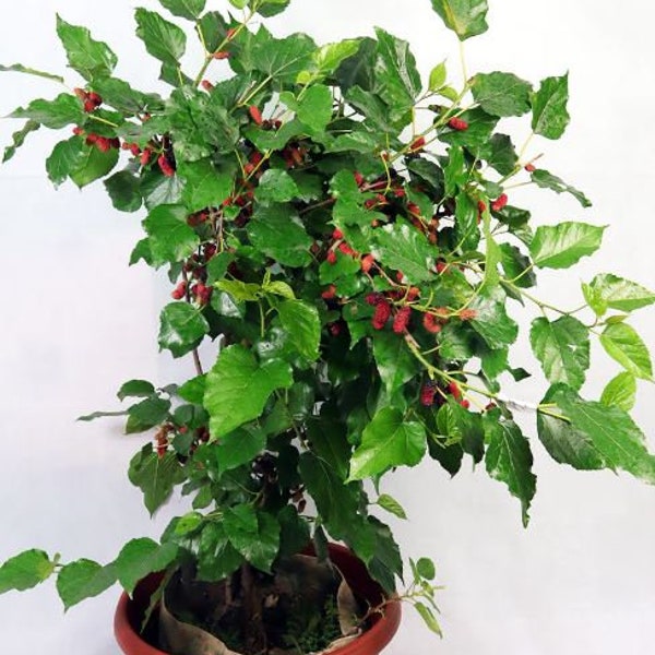 Live Mulberry Tree