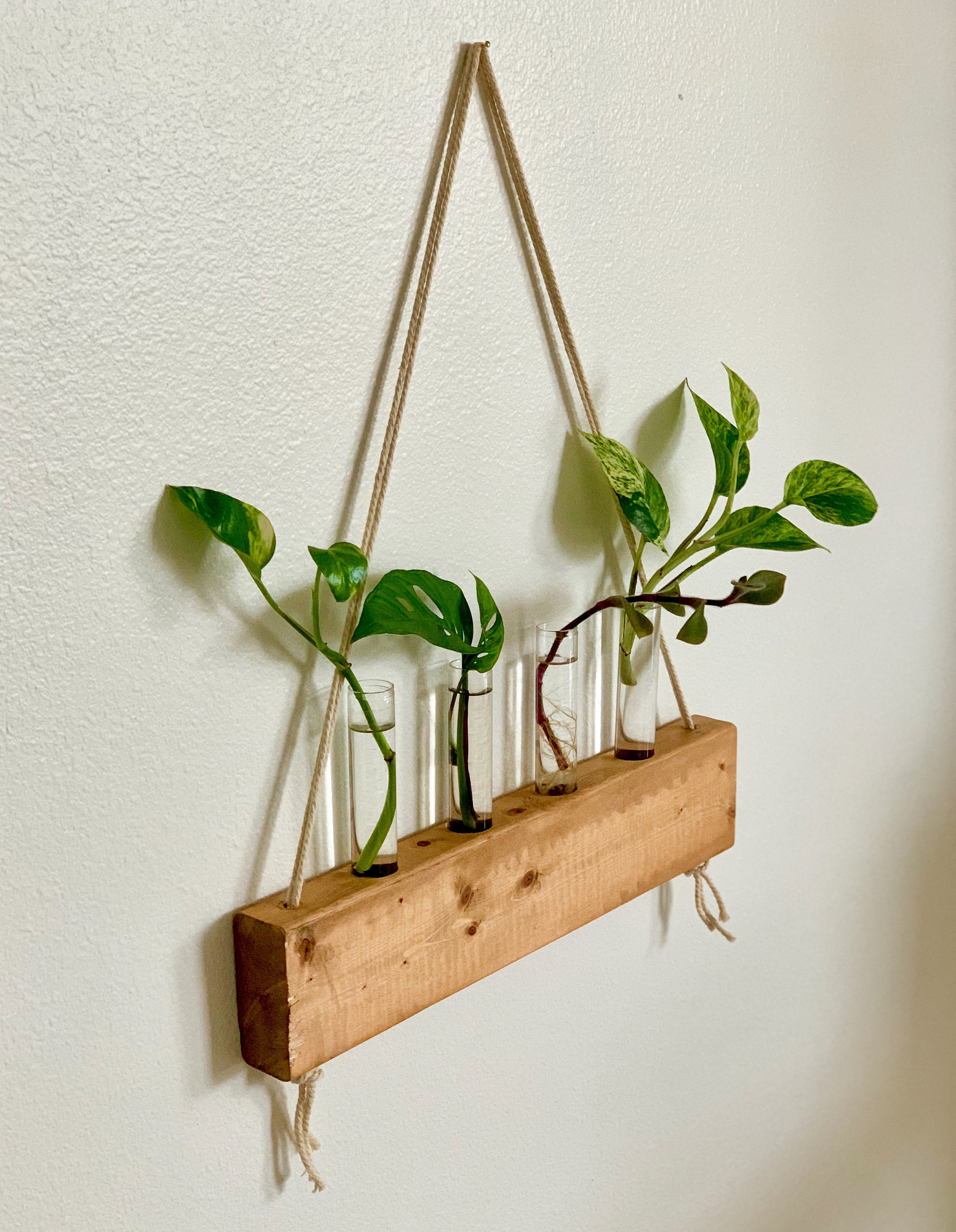 Hanging Plant Propagation Station Live Plant Cuttings Etsy