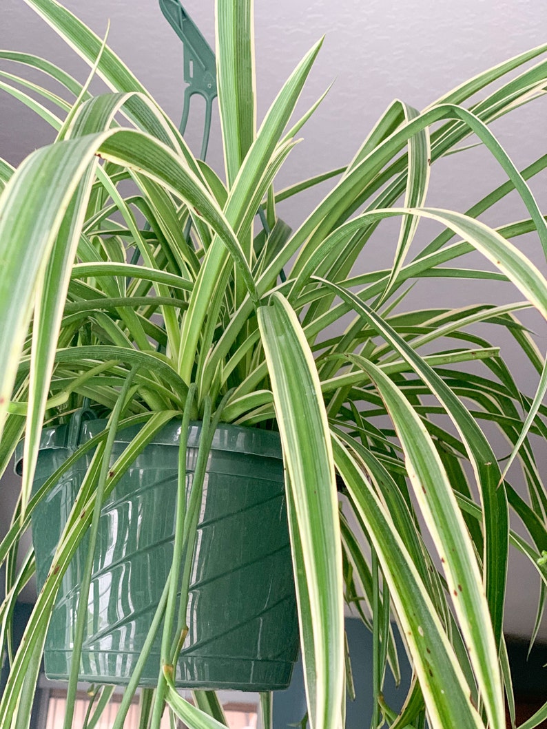 Spider Plant Pup Plant Cutting Low Maintenance House Plant
