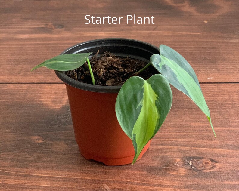 Philodendron Brasil Plant  Plant Cuttings  Plant Starter  Starter Plant