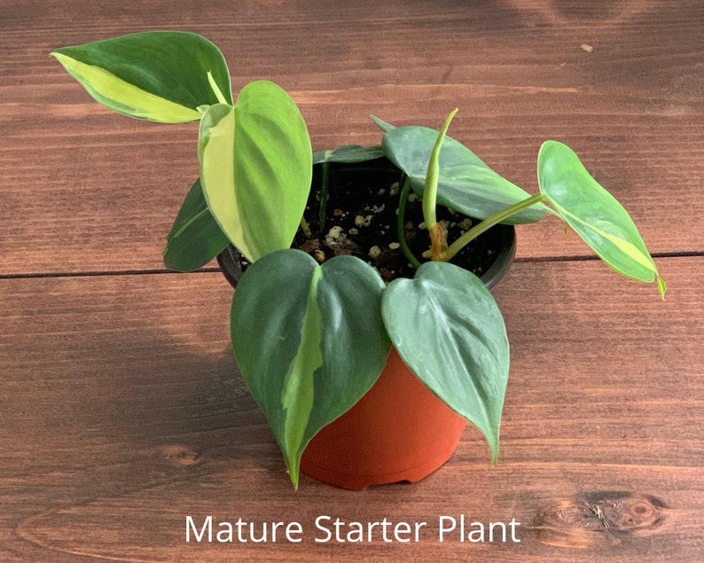 Philodendron Brasil Plant  Plant Cuttings  Plant Starter  Mature Starter Plant