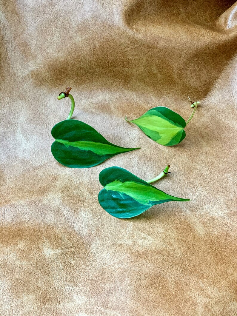 Philodendron Brasil Plant  Plant Cuttings  Plant Starter  Unrooted Cuttings