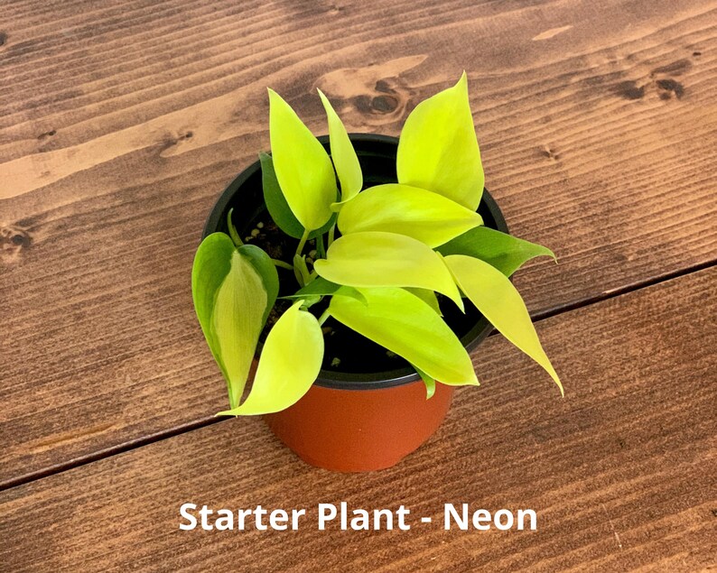 Philodendron Brasil Plant  Plant Cuttings  Plant Starter  Starter Plant - Neon