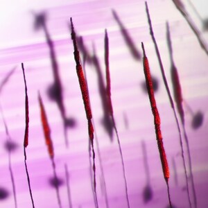 May include: Abstract macro photograph featuring numerous thin, dark lines with red, textured tips against a soft, purple background. The lines appear to be in varying lengths and angles, creating a sense of depth and texture.