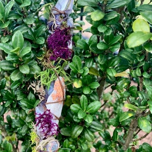 May include: A crystal wand wrapped in twine and adorned with moss, purple lichen, and a clear crystal point.