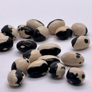 May include: A collection of beige and black beans scattered on a white surface. The beans have a distinctive pattern, with a dark black section covering a portion of the beige surface. Some beans have black spots.