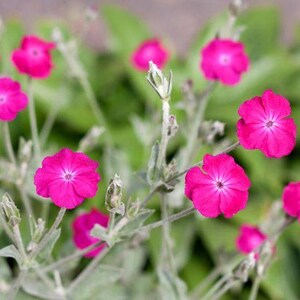 Rose Campion (lychnic coronaria)