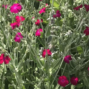 Rose Campion (lychnic coronaria) seeds