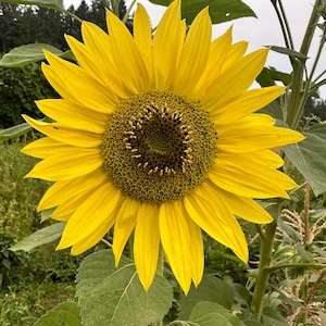 Sunflower (Helianthus annuus) Seeds