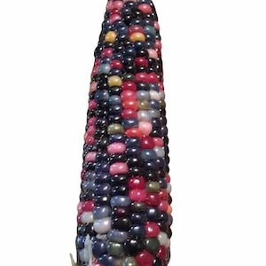 Glass Gem Corn (Zea mays) Seeds