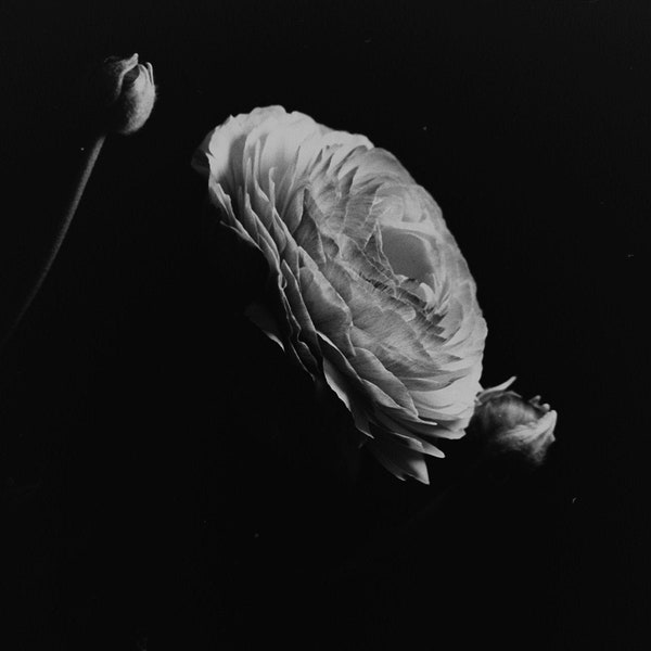 Handmade Limited Edition (1/10) Silver Gelatine Print of Ranunculus.