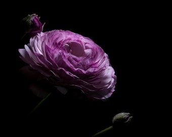 Limited Edition 1/25 Fine Art C-Type Colour 8"x8" print of Pink Ranunculus