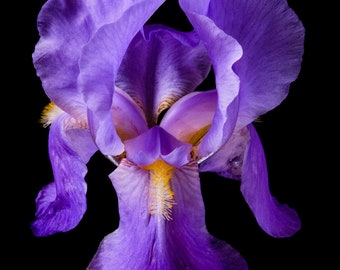 Limited Edition 1/25 Fine Art C-Type Colour 10"x8" print of Purple Bearded Iris 2