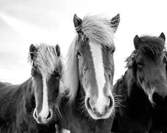 Caballos en Islandia descarga instantánea de fotos, foto individual para imprimir, impresión fotográfica de decoración del hogar, fotografía original