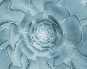 Suculenta foto descarga instantánea, primer plano de impresión de fotos abstractas, bellas artes de plantas, decoración del hogar, gran galería de impresión de fotos