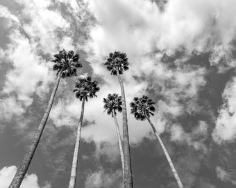Palmeras en Beverly Hills, descarga instantánea de fotos en blanco y negro, impresión de arte grande, decoración de paredes, decoración del hogar
