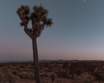 Un árbol de Joshua en Joshua Tree descarga digital, fotografía original, bellas artes, impresiones minimalistas, decoración del hogar, impresión de arte grande, pared de la galería