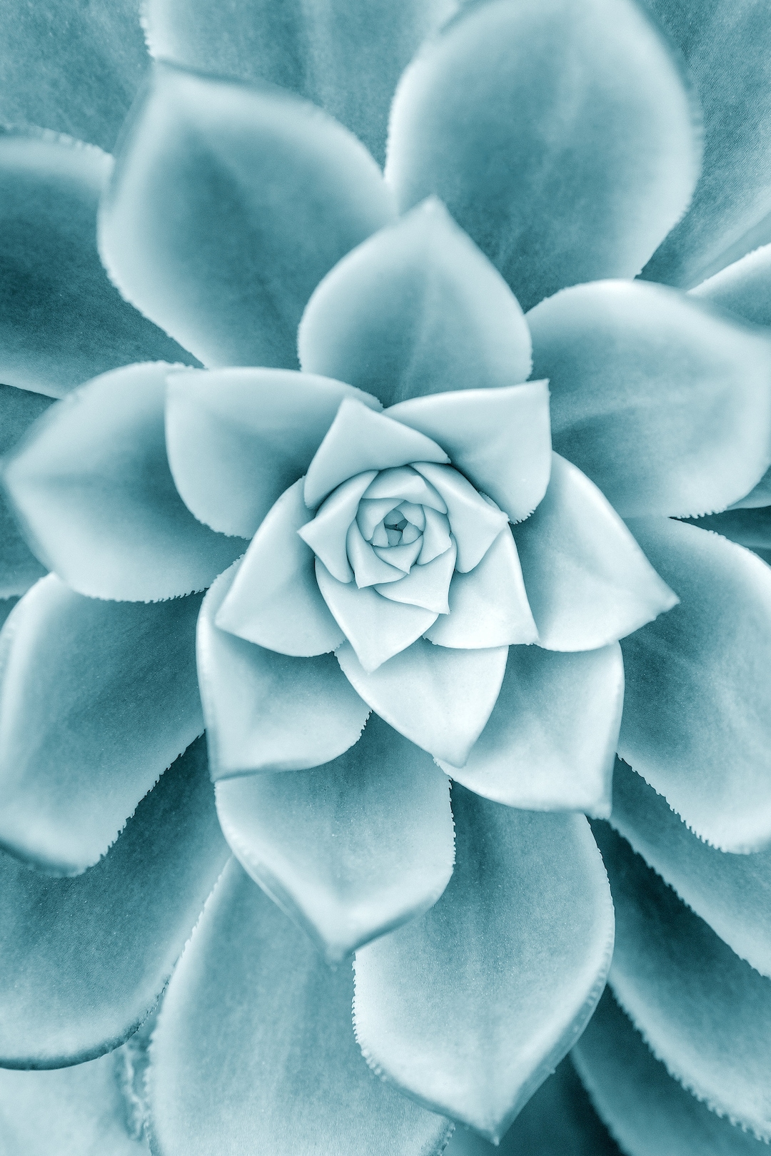 Succulent Photo Instant Download, Fine Art Photography, Home Decor ...