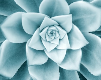 Suculenta foto descarga instantánea, fotografía de bellas artes, decoración del hogar, impresión de galería grande, descarga de una sola foto, fotografía original