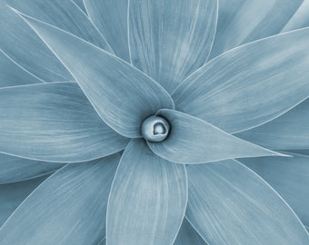 Impresión de descarga instantánea de fotos de plantas, arte suculento, impresión de pared de cactus, foto de bellas artes, decoración del hogar, fotografía original