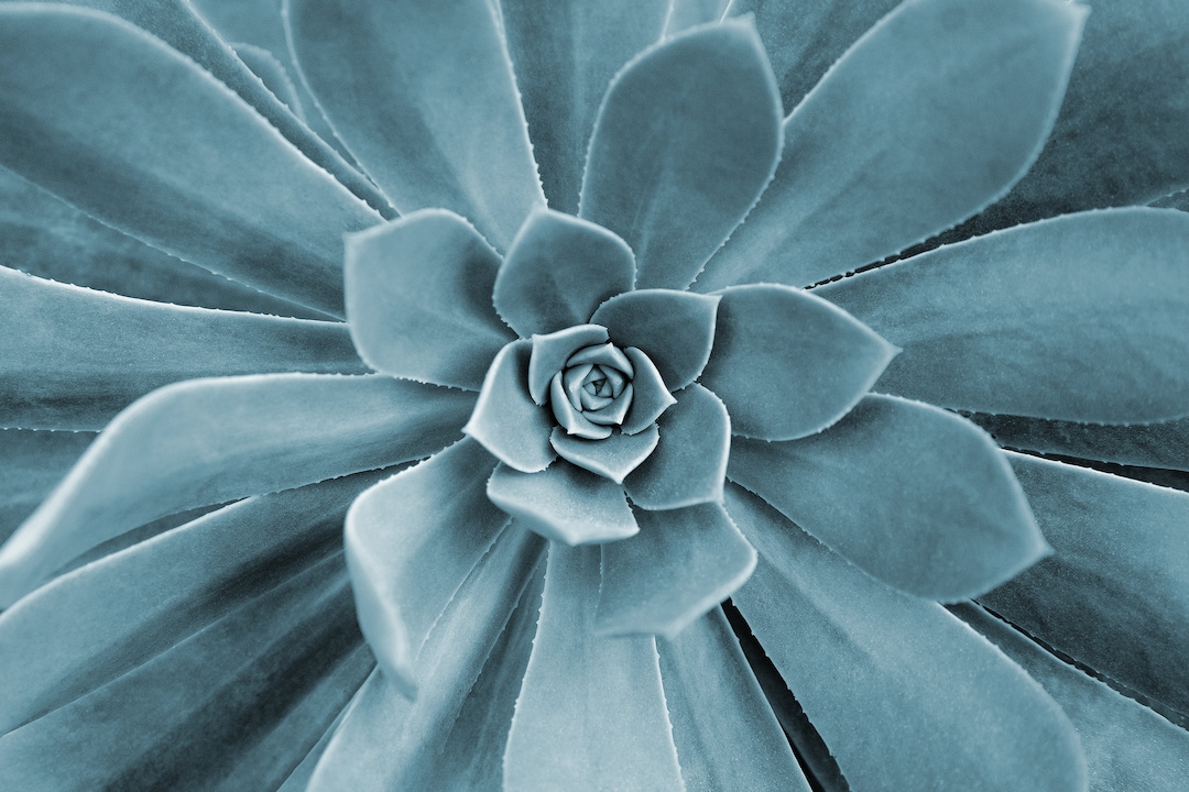 Succulent Photo Instant Download, Single Photo for Printing, Plant Fine ...