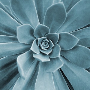 Succulent Photo Instant Download, Single Photo for Printing, Plant Fine ...
