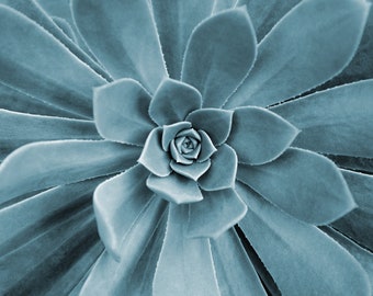 Suculenta foto descarga instantánea, foto única para impresión, bellas artes de plantas, impresión de fotos de decoración del hogar, fotografía original