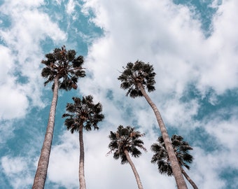Palmeras y nubes descarga instantánea de fotos, decoración del hogar, impresión de bellas artes, impresión de pared, fotografía original
