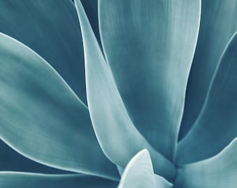 Suculenta impresión de arte, descarga instantánea de fotos de plantas, decoración del hogar, bellas artes, foto de cactus, letra grande, fotografía original