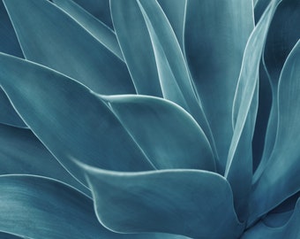 Impresión de descarga instantánea de fotos de plantas, impresión de arte suculento, decoración del hogar, impresión de pared de galería, bellas artes, fotografía original