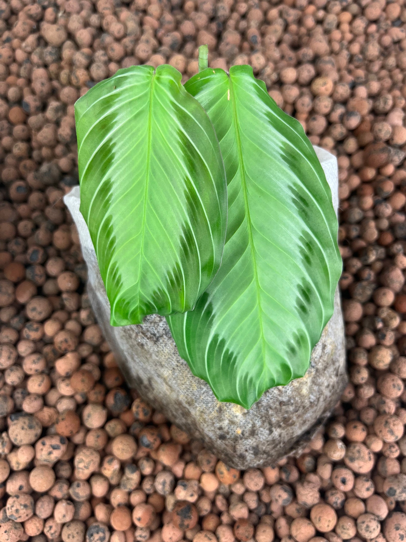 Maranta Silver Band Care