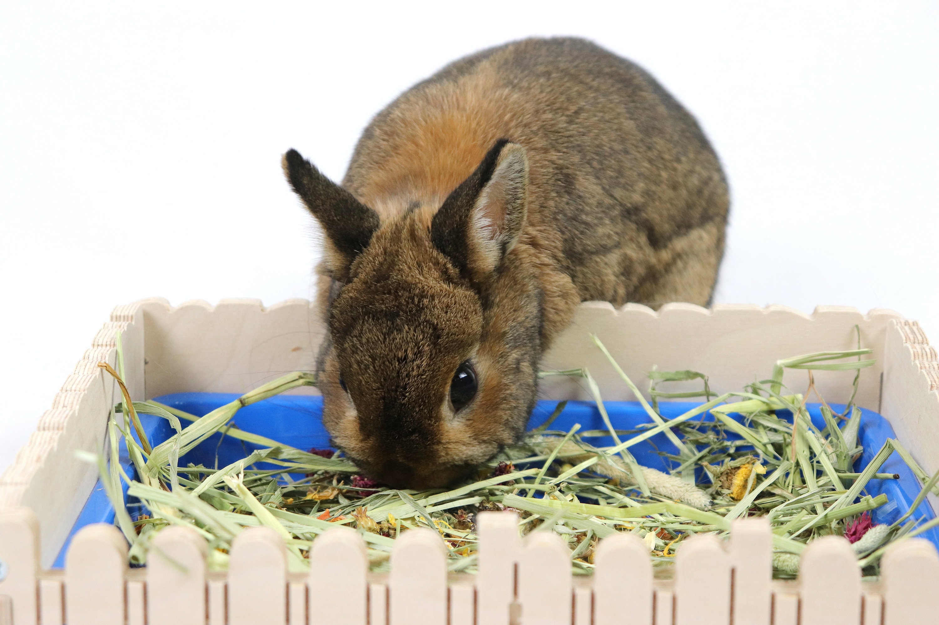 Fabulous 'Forage Garden' forage box for rabbits Etsy