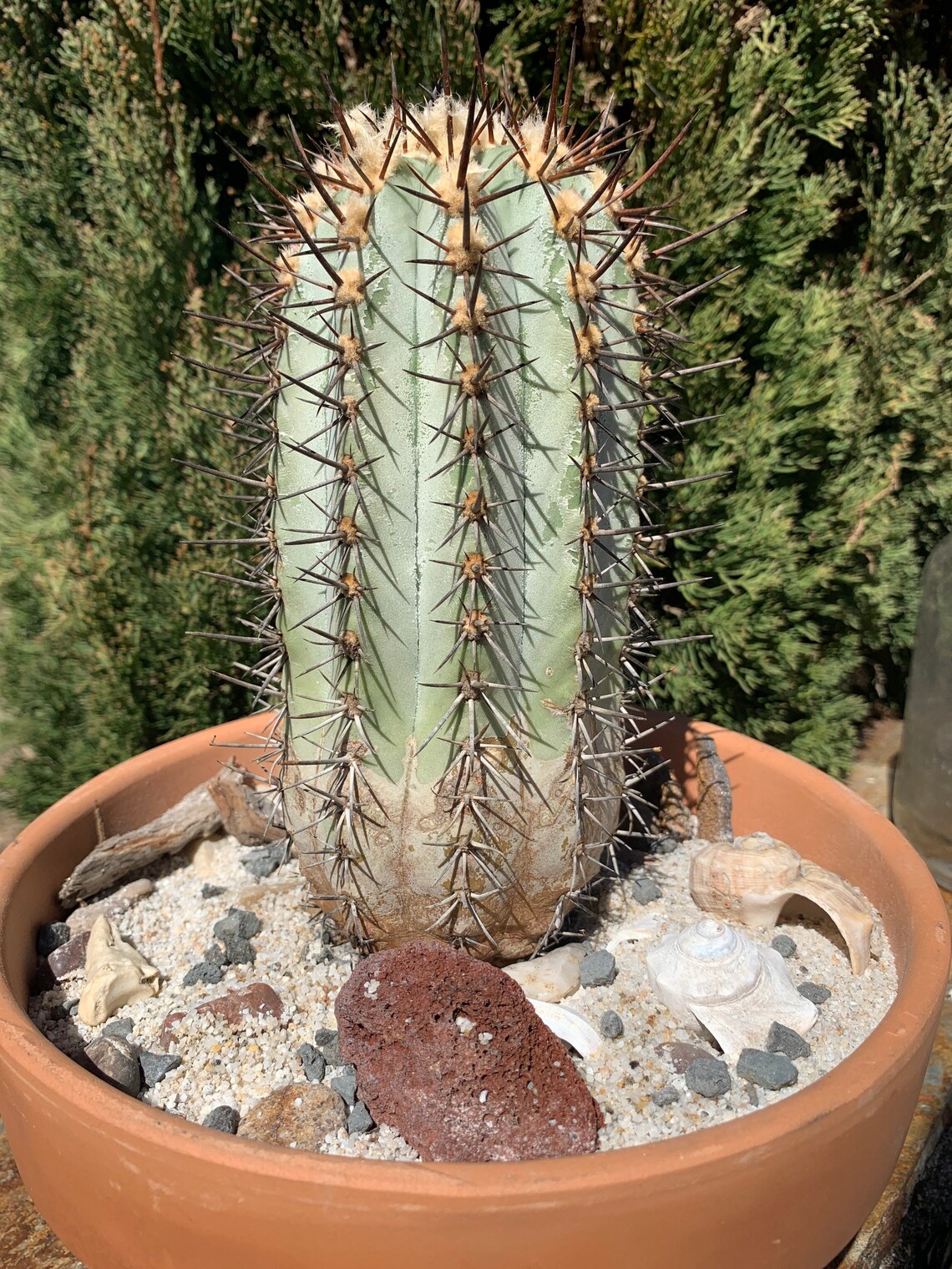 Mixed cactus seed x100 Etsy