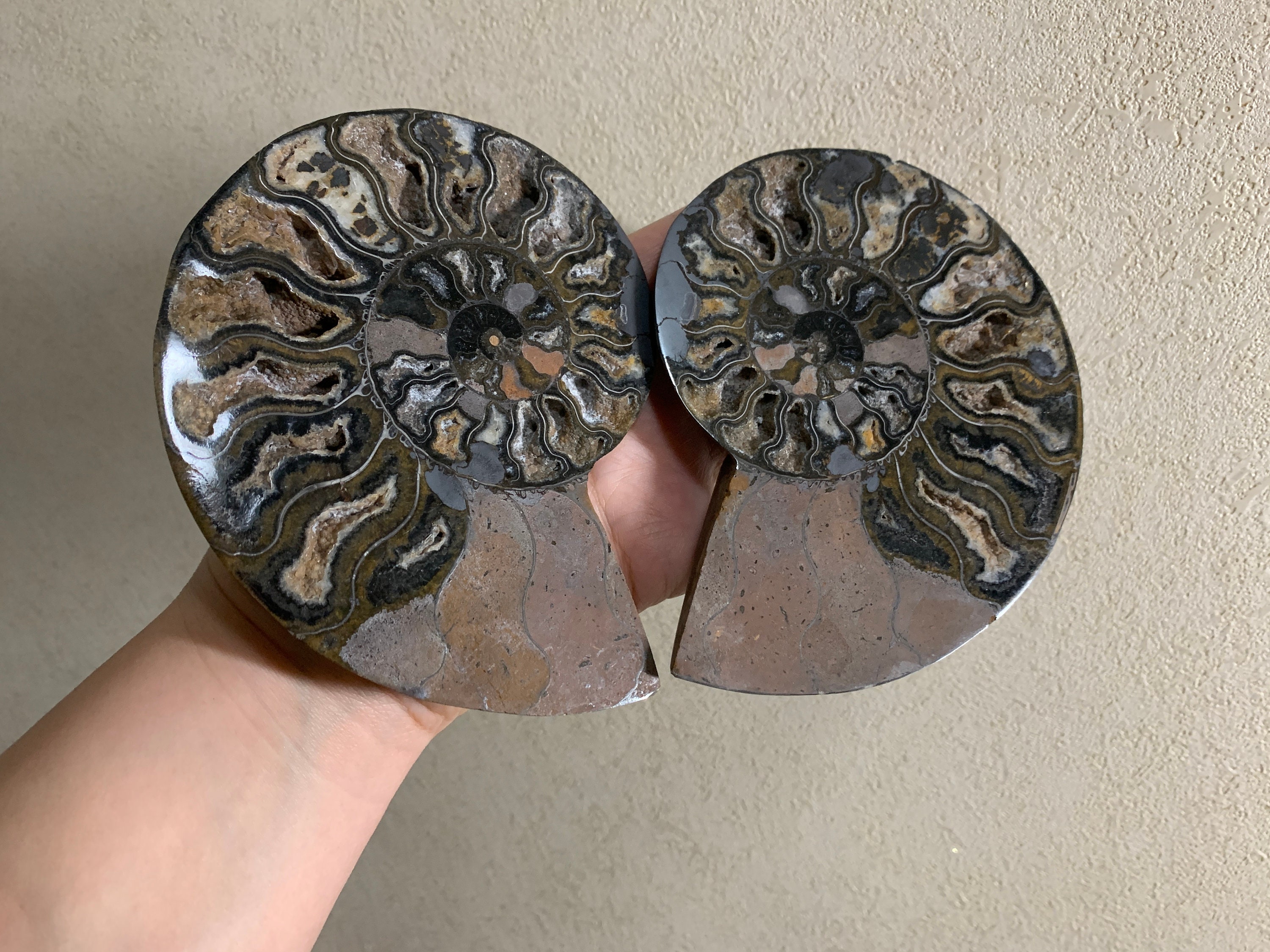 Fossil Gift Card / Funny birthday card Old Fossil birthday card fossil