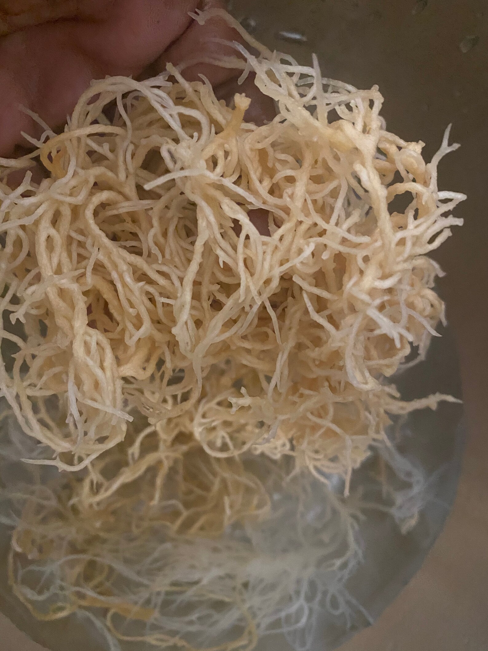 ST. LUCIA MOSS Caribbean Sea Moss Wildcrafted Moss Gel Raw | Etsy