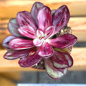 Echeveria 'nodulosa Hybrid' Rare Succulent single | Etsy