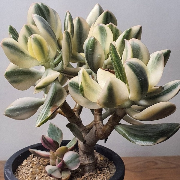 Variegated Jade live Plant Crassula  "Money Tree" 2 Inch Pot Free shipping a available.