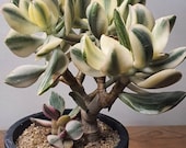 Variegated Jade live Plant Crassula quot Money Tree quot 2 Inch Pot Free shipping a available.