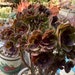 see more listings in the Aeonium  section