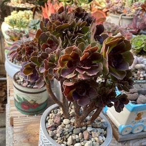 Aeonium Velour Crested Rare Korean Succulent image 1