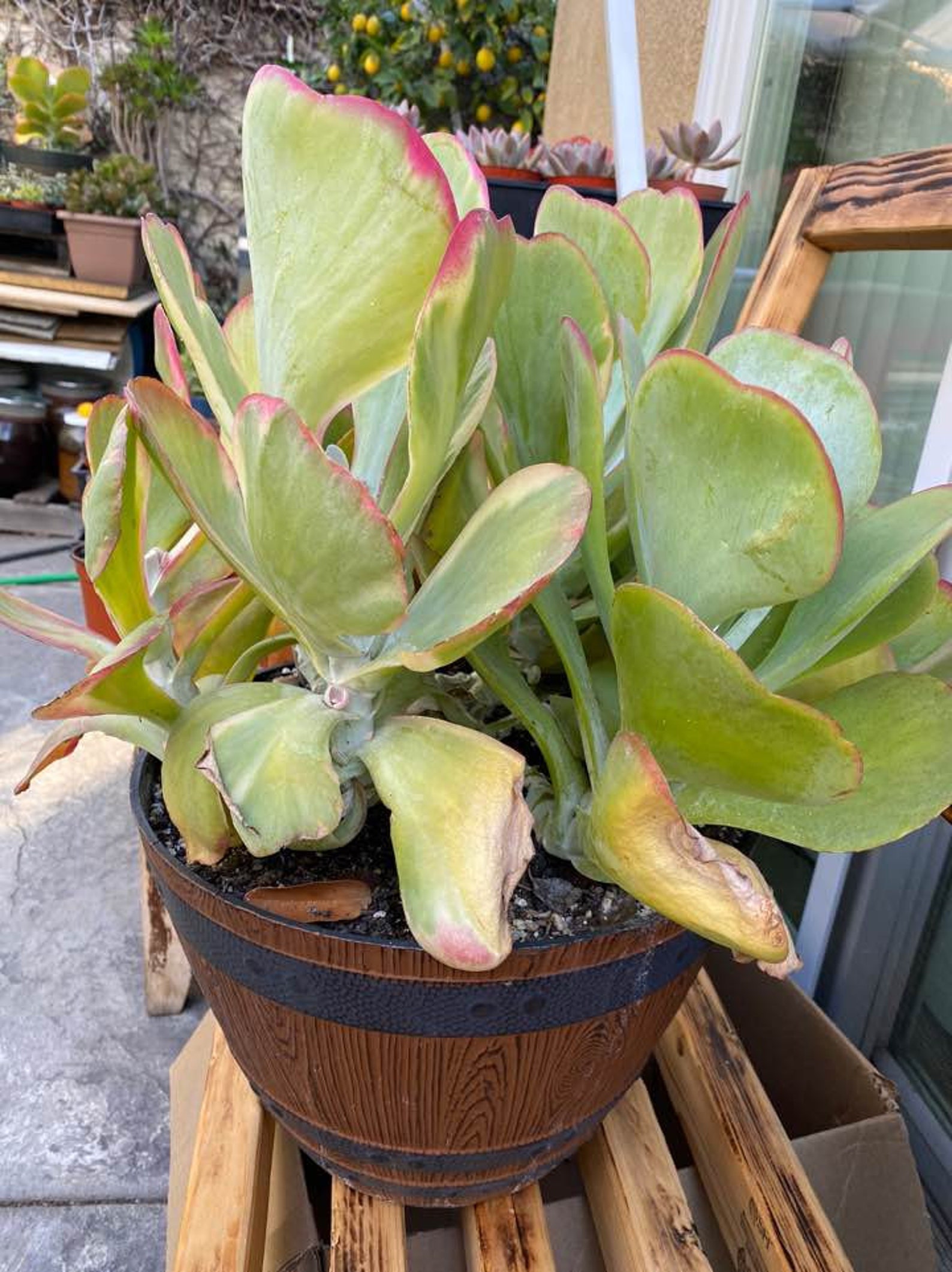 Kalanchoe Luciae / Flapjack Succulent Single Stem2 inch Live Etsy