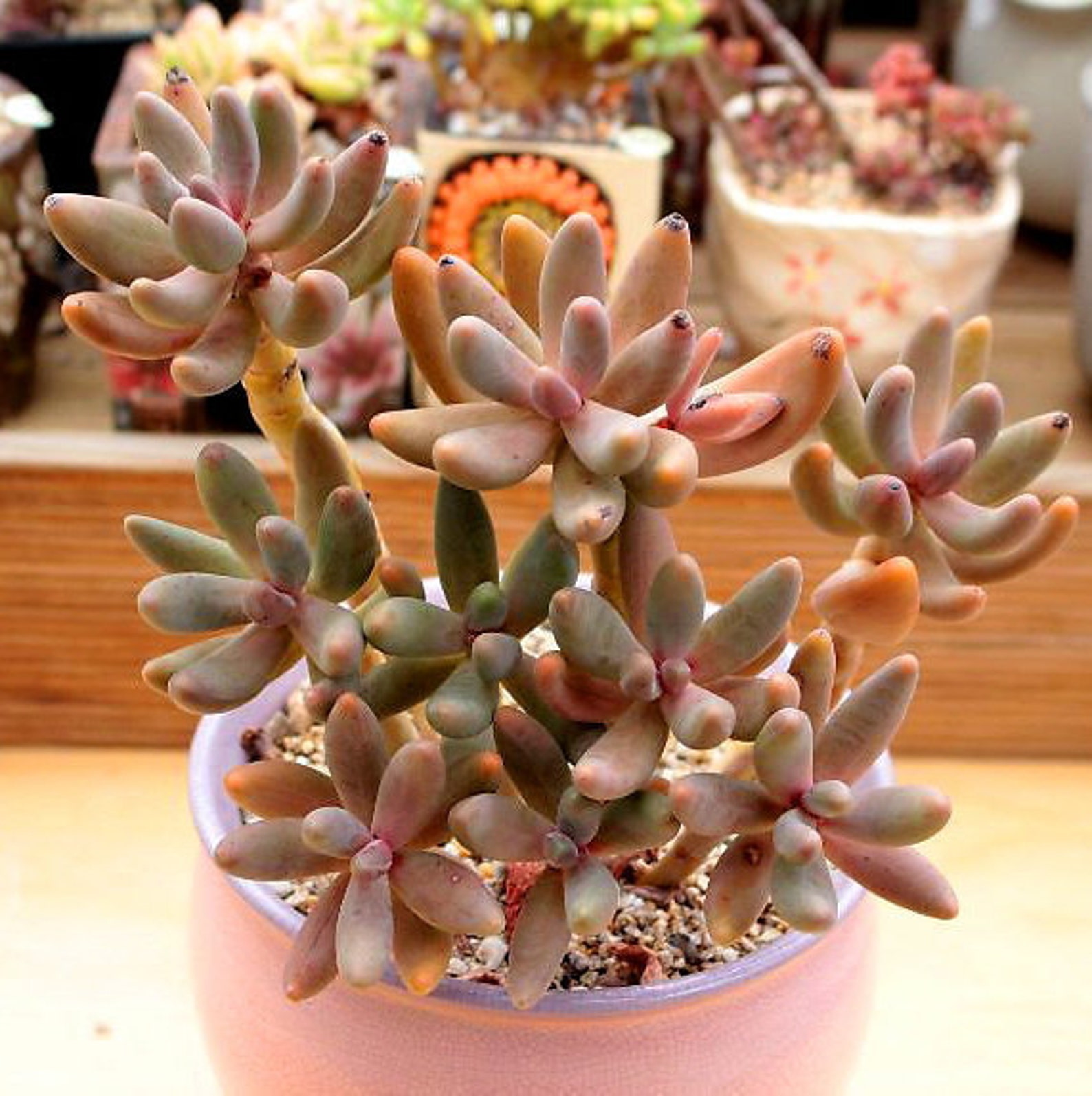 Pink Ganzhou Pachysedum Ganzhou Single Stem 2 Inch Live - Etsy