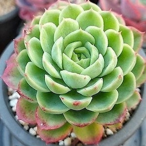 May include: A green succulent plant with red edges on the leaves. The plant is in a small black pot.