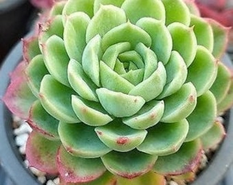 Echeveria Lime n’ Chile Succulent, Single Stem, 4Inch live  Pot.