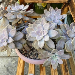 Graptopetalum Graptopetalum &quot;pentandrum superbum” 4 Inch Pot.