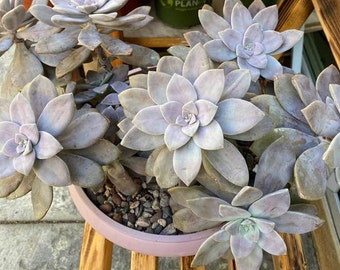 Graptopetalum Graptopetalum "pentandrum superbum” 4 Inch Pot.