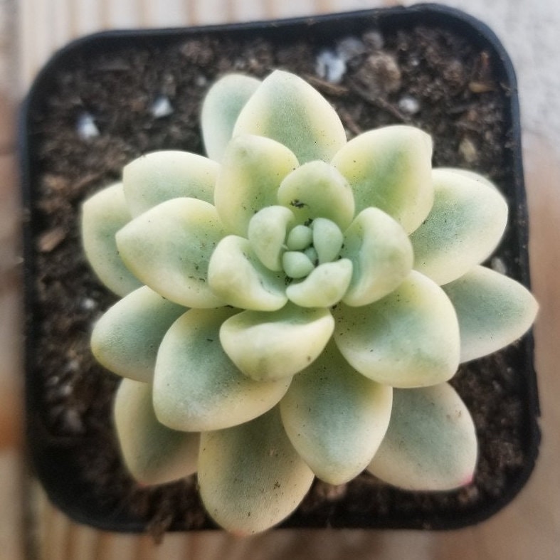 Sedum Clavatum Variegated - Rare Korean imported Succulent 2 Inch pot